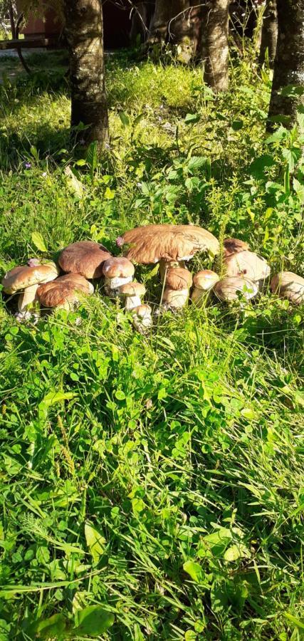 Cabana Valea Stanciului Rachitele Buitenkant foto